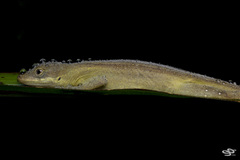 Anolis mariarum