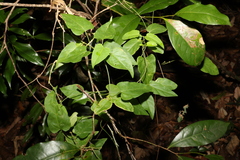 Parsonsia velutina