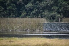 Chroicocephalus serranus