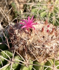 Melocactus curvispinus