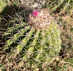 Melocactus curvispinus