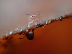 Ptenothrix