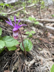 Calypso bulbosa occidentalis