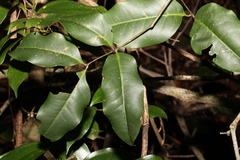 Mischocarpus anodontus