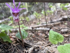 Calypso bulbosa occidentalis