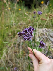 Verbena incompta