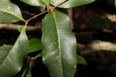 Mischocarpus anodontus