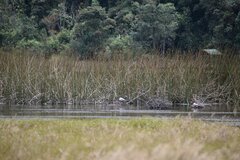 Chroicocephalus serranus