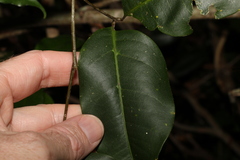 Mischocarpus anodontus