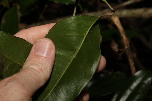 Image of Mischocarpus anodontus by (c) Greg Tasney, some rights reserved (CC BY-SA)