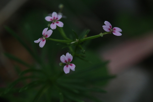 Stylidium adnatum (Stylidium adnatum)