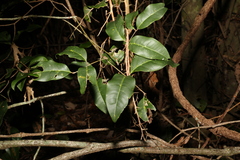 Mischocarpus anodontus