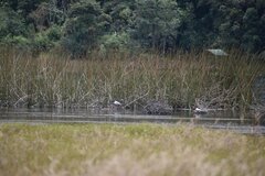 Chroicocephalus serranus