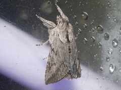 Pleromelloida cinerea