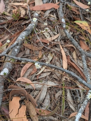 Actinotus minor