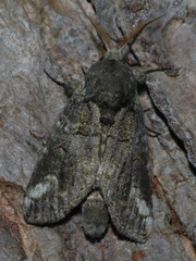 Heterocampa obliqua