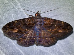 Anisoneura salebrosa