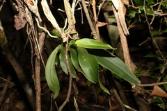 Peristeranthus hillii