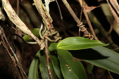 Peristeranthus hillii