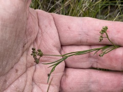 Platysace heterophylla heterophylla