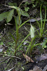 Pterostylis banksii