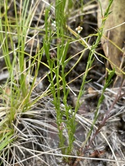 Platysace heterophylla heterophylla