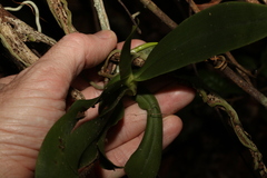 Peristeranthus hillii