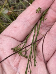 Platysace heterophylla heterophylla