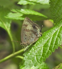 Arhopala madytus