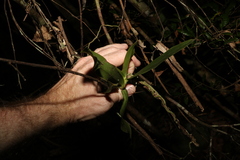 Peristeranthus hillii