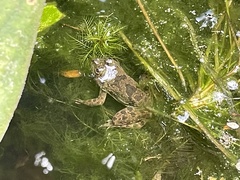 Euphlyctis cyanophlyctis