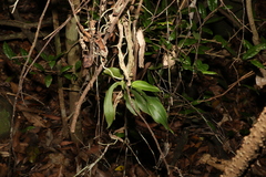 Peristeranthus hillii