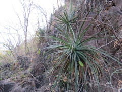 Agave schidigera