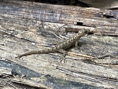 Cnemaspis goaensis