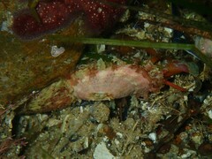 Amblychilepas oblonga