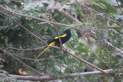 Cassiculus melanicterus