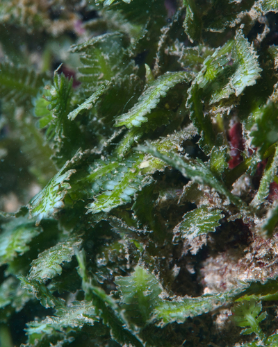 Caulerpa taxifolia observed 2022-12-26