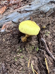 Buchwaldoboletus sphaerocephalus