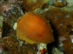 Notocypraea angustata