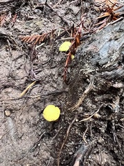 Buchwaldoboletus sphaerocephalus