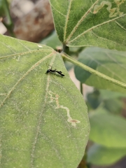Odontomantis planiceps