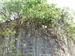 Ficus arnottiana