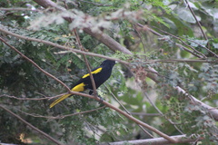 Cassiculus melanicterus