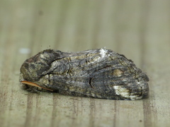 Heterocampa obliqua