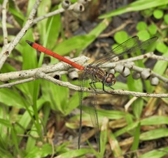 Lathrecista asiatica festa