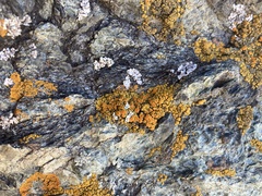 Polycauliona bolacina
