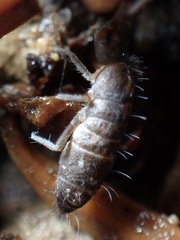 Tomoceridae