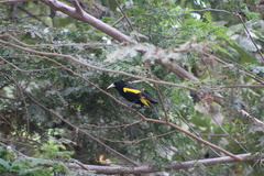 Cassiculus melanicterus