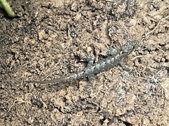 Cnemaspis goaensis