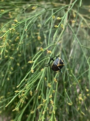 Commius elegans